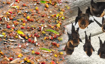 Chauves-souris et dispersion des graines : remettre les faits au centre du débat